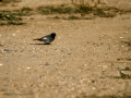 Colirrojo tizón - Phoenicurus ochruros - Cotxa fumada