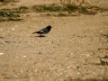 Colirrojo tizón - Phoenicurus ochruros - Cotxa fumada