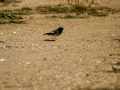 Colirrojo tizón - Phoenicurus ochruros - Cotxa fumada