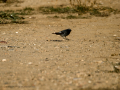 Colirrojo tizón - Phoenicurus ochruros - Cotxa fumada