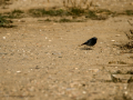 Colirrojo tizón - Phoenicurus ochruros - Cotxa fumada