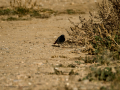 Colirrojo tizón - Phoenicurus ochruros - Cotxa fumada