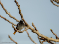 Colirrojo tizón - Phoenicurus ochruros - Cotxa fumada
