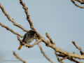 Colirrojo tizón - Phoenicurus ochruros - Cotxa fumada