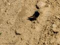 Colirrojo tizón - Phoenicurus ochruros - Cotxa fumada
