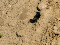 Colirrojo tizón - Phoenicurus ochruros - Cotxa fumada