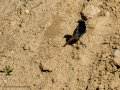 Colirrojo tizón - Phoenicurus ochruros - Cotxa fumada