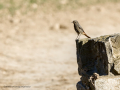 Colirrojo tizón - Phoenicurus ochruros - Cotxa fumada