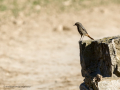 Colirrojo tizón - Phoenicurus ochruros - Cotxa fumada