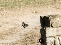 Colirrojo tizón - Phoenicurus ochruros - Cotxa fumada