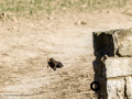 Colirrojo tizón - Phoenicurus ochruros - Cotxa fumada