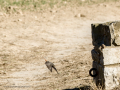 Colirrojo tizón - Phoenicurus ochruros - Cotxa fumada