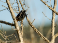 Colirrojo tizón - Phoenicurus ochruros - Cotxa fumada