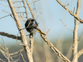 Colirrojo tizón - Phoenicurus ochruros - Cotxa fumada