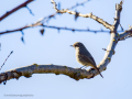Colirrojo tizón - Phoenicurus ochruros - Cotxa fumada