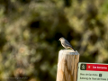 Colirrojo tizón - Phoenicurus ochruros - Cotxa fumada