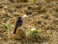 Colirrojo tizón - Phoenicurus ochruros - Cotxa fumada