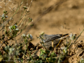 Colirrojo tizón - Phoenicurus ochruros - Cotxa fumada