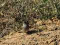 Colirrojo tizón - Phoenicurus ochruros - Cotxa fumada