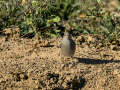 Colirrojo tizón - Phoenicurus ochruros - Cotxa fumada