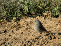 Colirrojo tizón - Phoenicurus ochruros - Cotxa fumada