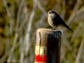 Colirrojo tizón - Phoenicurus ochruros - Cotxa fumada