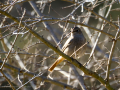 Colirrojo tizón - Phoenicurus ochruros - Cotxa fumada