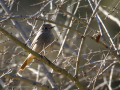 Colirrojo tizón - Phoenicurus ochruros - Cotxa fumada