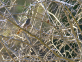 Colirrojo tizón - Phoenicurus ochruros - Cotxa fumada