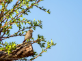 Colirrojo tizón - Phoenicurus ochruros - Cotxa fumada