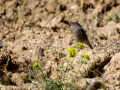 Colirrojo tizón - Phoenicurus ochruros - Cotxa fumada