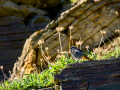 Colirrojo Tizón - Phoenicurus ochruros - Cotxa fumada