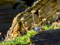 Colirrojo Tizón - Phoenicurus ochruros - Cotxa fumada