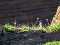 Colirrojo Tizón - Phoenicurus ochruros - Cotxa fumada