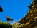 Colirrojo Tizón - Phoenicurus ochruros - Cotxa fumada