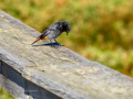 Colirrojo Tizón - Phoenicurus ochruros - Cotxa fumada