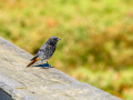 Colirrojo Tizón - Phoenicurus ochruros - Cotxa fumada