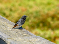 Colirrojo Tizón - Phoenicurus ochruros - Cotxa fumada