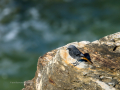 Colirrojo Tizón - Phoenicurus ochruros - Cotxa fumada