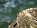 Colirrojo Tizón - Phoenicurus ochruros - Cotxa fumada