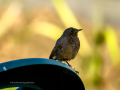 Colirrojo Tizón - Phoenicurus ochruros - Cotxa fumada