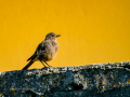 Colirrojo Tizón - Phoenicurus ochruros - Cotxa fumada