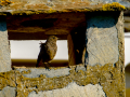 Colirrojo Tizón - Phoenicurus ochruros - Cotxa fumada