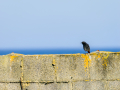 Colirrojo Tizón - Phoenicurus ochruros - Cotxa fumada