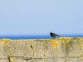 Colirrojo Tizón - Phoenicurus ochruros - Cotxa fumada