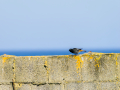 Colirrojo Tizón - Phoenicurus ochruros - Cotxa fumada
