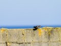 Colirrojo Tizón - Phoenicurus ochruros - Cotxa fumada