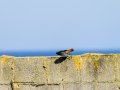 Colirrojo Tizón - Phoenicurus ochruros - Cotxa fumada