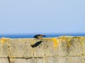 Colirrojo Tizón - Phoenicurus ochruros - Cotxa fumada