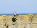 Colirrojo Tizón - Phoenicurus ochruros - Cotxa fumada